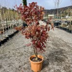 Javor dlaňolistý (Acer palmatum) ´BLOODGOOD´ - výška 125-150 cm, kont. C25L